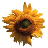 photograph of a sunflower