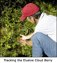 Tracking the Elusive Cloud Berry