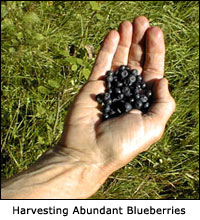 Harvesting the Abundant Blueberries